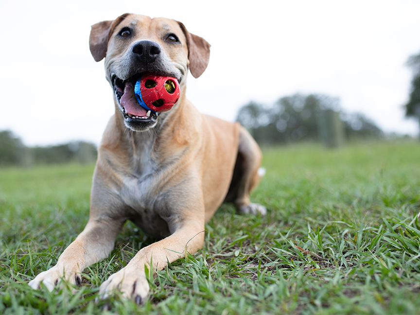 HAPPY PETS