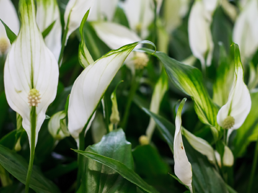 PLANTS & FLOWERS