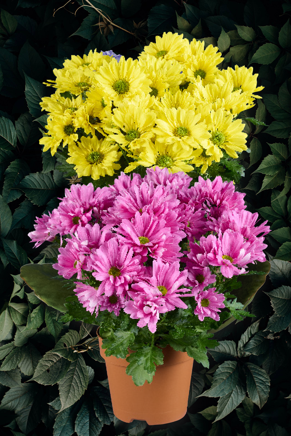 Κίτρινα και ροζ χρυσάνθεμα σε γλάστρα, μπροστά από σκούρο φυλλώδες φόντο.