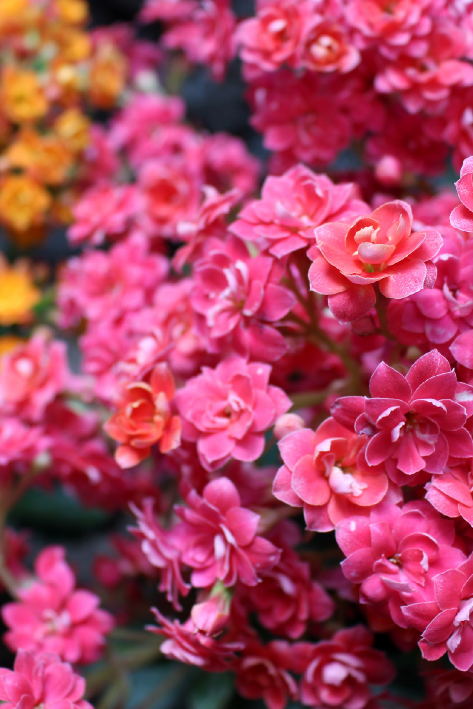 Κοντινό πλάνο από ζωηρά ροζ και πορτοκαλί λουλούδια Καλανχόη σε πλήρη άνθιση.