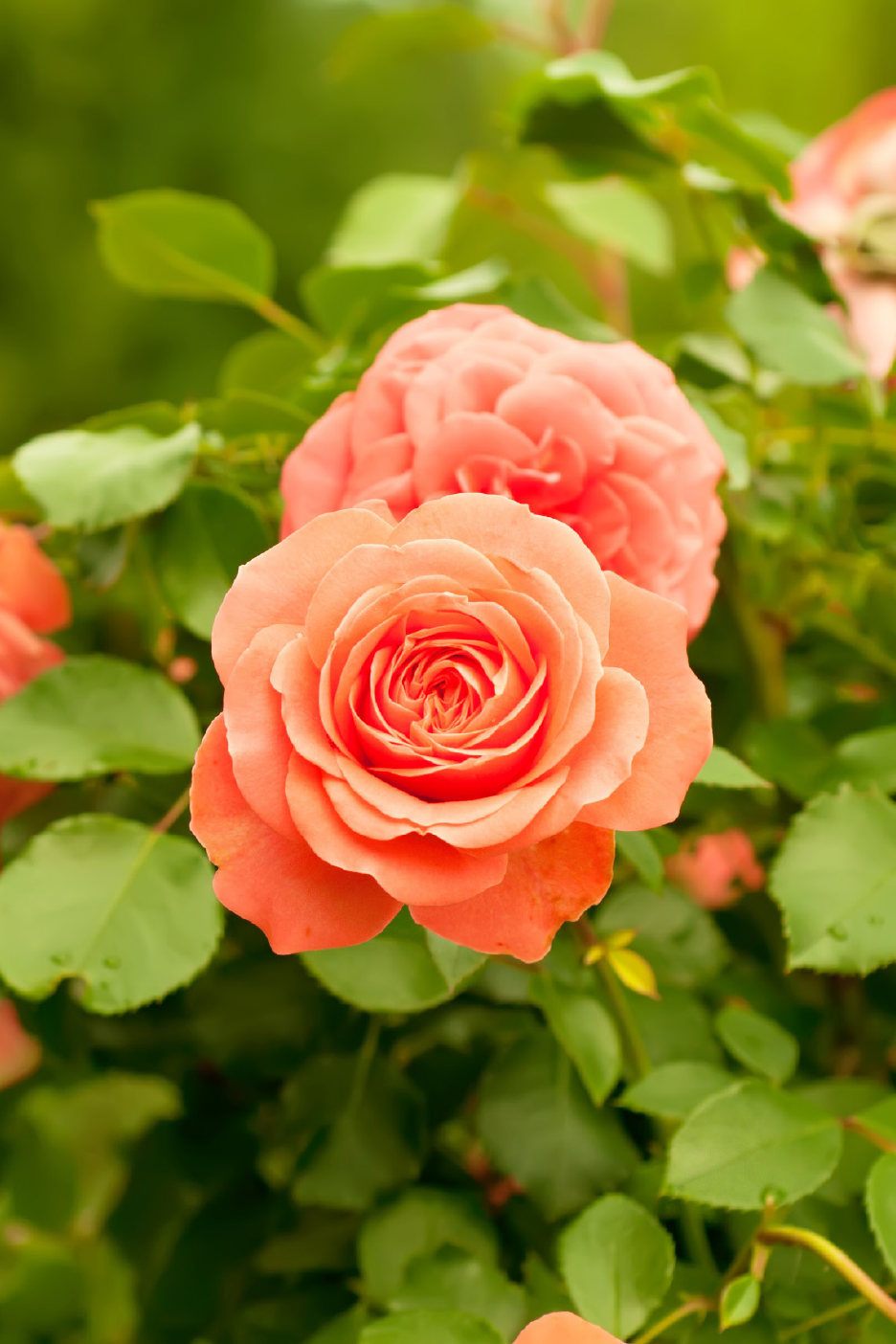 Κοντινό πλάνο από ζωηρά πορτοκαλορόζ τριαντάφυλλα που ανθίζουν ανάμεσα σε πράσινο φύλλωμα.